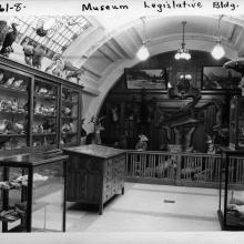 Natural history display at the Legislative Building, c. 1945, Provincial Archives of Alberta, Photo GR1964.0009/0001